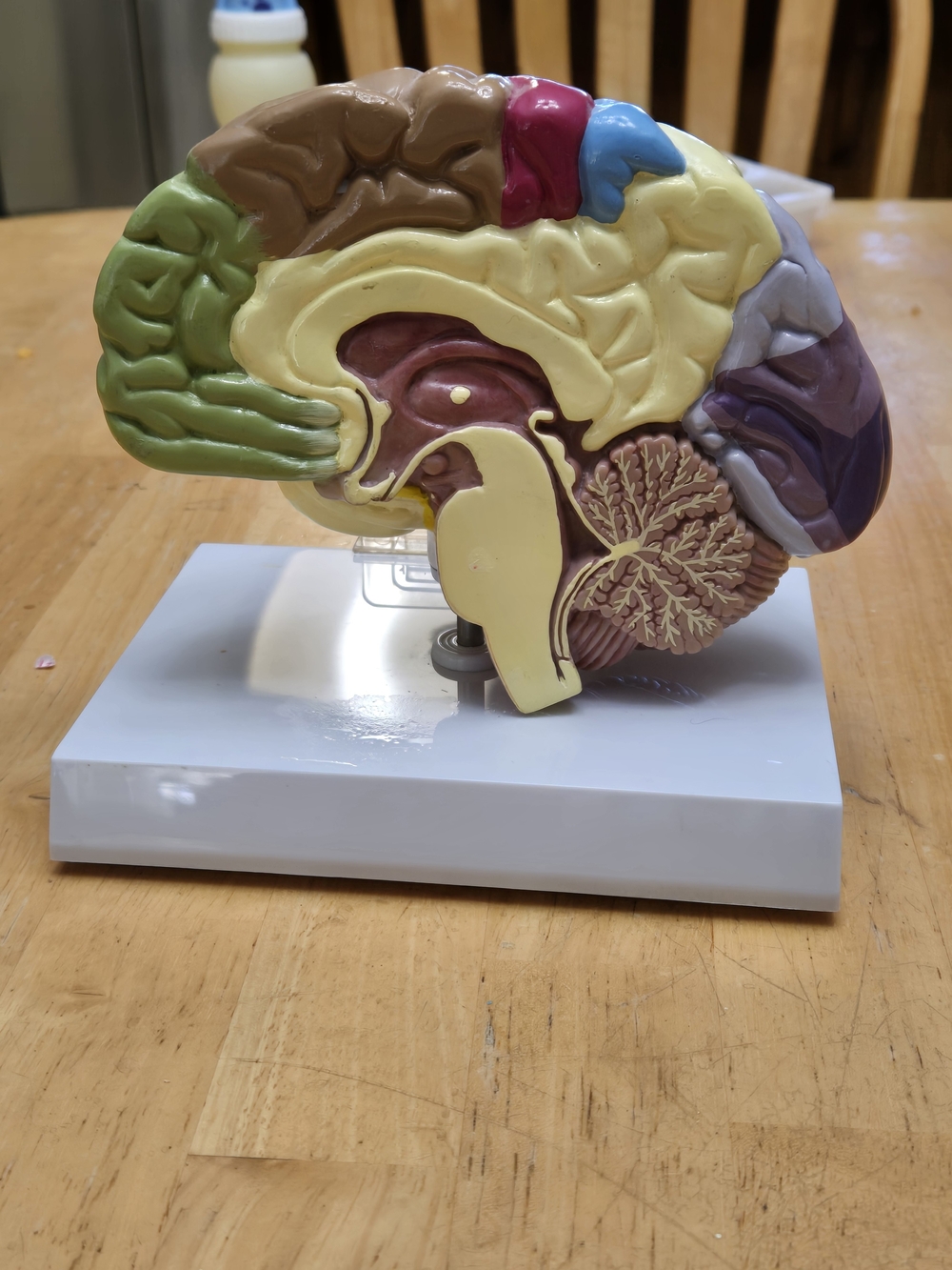 Educational  Brain Model - Multicolor - Picture 8 of 8